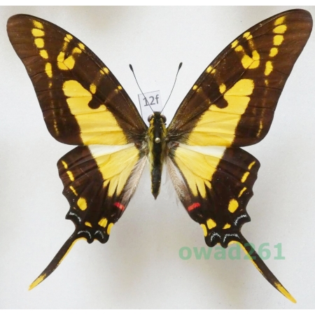 Protographium thyastes (Drury, 1782) Peru 86mm12f